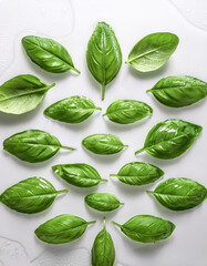Obraz premium Bright green basil leaves are arranged in a glass grid pattern with a few water droplets