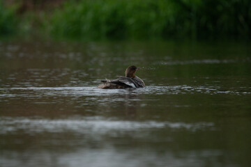 Nurogęś nad rzeką © Michał Kurzątkowski