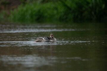 Nurogęś nad rzeką © Michał Kurzątkowski