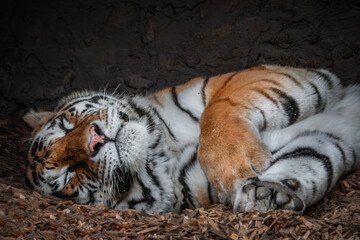 Schlafender sibirischer Tiger