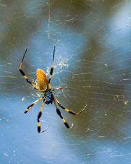 A dorsal view of a female golden silk orb-weaver spider, also known as a banana spider. Trichonephila clavipes. Vertical