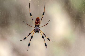 A ventral view of a female golden silk orb-weaver spider, also known as a banana spider. Trichonephila clavipes. Horizontal