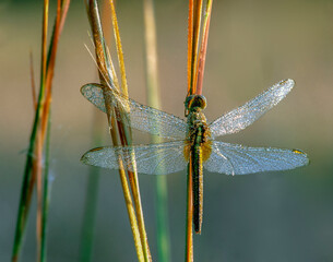 Early morning, a dragonfly is perched on a slender reed, its wings outstretched, glistening with tiny droplets of dew. Incredible detail. Horizontal