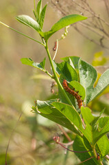 Close-up of a Gulf fritillary caterpillar, Agraulis vanillae, on a passionflower vine, passiflora...