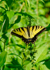 Macro of an adult male Eastern Tiger Swallowtail butterfly, Papilio glaucus. Dorsal view with wings...