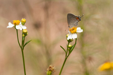 Strymon melinus, gray hairstreak butterfly. Side view of a gray hairstreak on Bidens alba flower. Sipping nectar. Horizontal