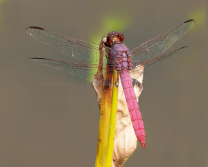 Dorsal view of a male Roseate Skimmer, Orthemis ferruginea, perched on a plant. Details of head, thorax, abdomen, and wings. Horizontal