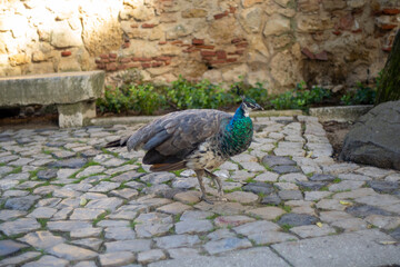 a peacock 