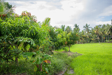 mango trees in the rice field landscape image