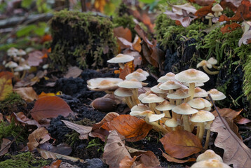 Close-up of forest mushrooms in autumn in the Taunus