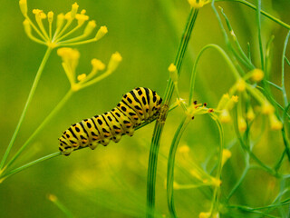 Black swallowtail larva macro nature photo