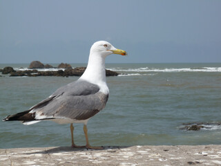 seagull on the beach