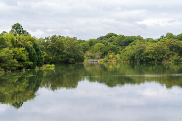 Calm lake surrounded by lush green forest