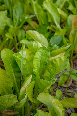 Radish plant and fresh leaves close up image