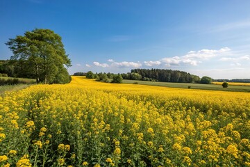 Obraz premium A field of yellow flowers in full bloom under a brilliant blue sky on a warm summer day, countryside, blue sky