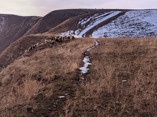 Sheep graze on the hillside. View of autamn, winter or spring landcape with mountains and hills....
