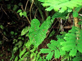 Caladium bicolor plant with heart-shaped leaves and white and red spots that grows wild in the forest
