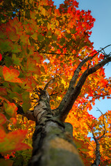 Low angle vertical view of a platanus tree trunk with autumn colorful red, orange and green leaves
