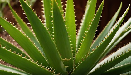 Aloe Vera Plant with Green Leaves 500