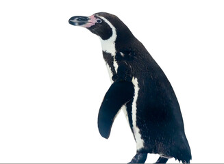 Humboldt penguin isolated on white background