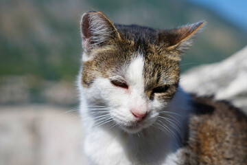 Close up of cute white and brown kitten face