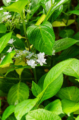 White Hydrangea Flowers Amid Green Leaves