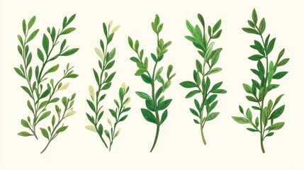 Fototapeta premium Rosemary twigs flat lay, isolated, fresh herbs for garnish in culinary design.