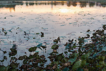 serene water body, likely a pond or lake, covered with numerous lily pads and aquatic plants.