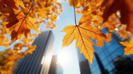 autumn leaves with city skyline in the background