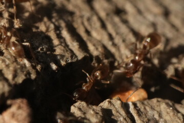 Macro closeup of ants crawling in and out of a crack in the concrete.