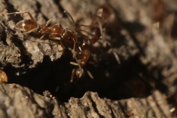 Macro closeup of ants crawling in and out of a crack in the concrete.