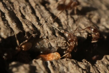 Macro closeup of ants crawling in and out of a crack in the concrete.