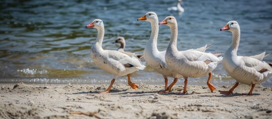 Obraz premium Young Domestic White Small Geese Ducks Walk On The Sand Near The Lake Their Bodies Are Painted With Identification Paint