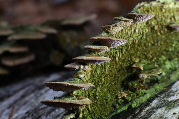 Mushrooms on the tree
