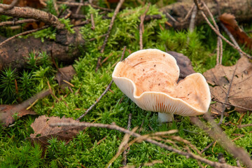 The Yellowdrop Milkcap (Lactarius chrysorrheus) in a Dutch forest, fall season. 