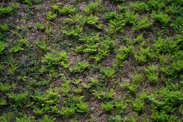 Wall of fern making a natural pattern in the forest, North Rhine-Westphalia, Germany, vertical