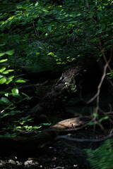 Close up of a small sunlit plant growing on a root in black forest with green leaf frame, North Rhine-Westphalia, Germany