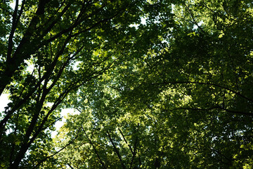 Bright green leaf tree tops in the shadows, North Rhine-Westphalia, Germany