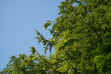 Green leafs on bright blue sky background