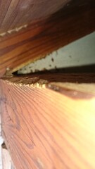 Fototapeta premium 450)There are many japanese yellow hornets in the house(Photo taken at 21:25 on september 9, 2015) vespa simillima xanthoptera