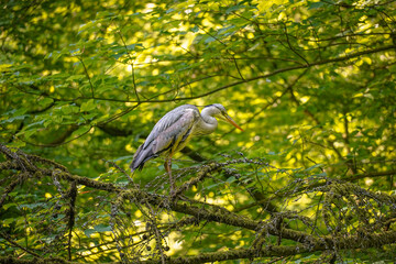Grey heron (Ardea cinerea) standing on a tree branch in the air, horizontal, North Rhine-Westphalia, Germany