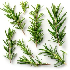 Fototapeta premium Various fresh green rosemary branches on. isolated background close up
