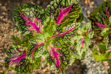 beautiful Coleus plant close up image