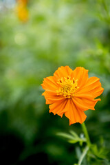 orange cosmos flower in the garden