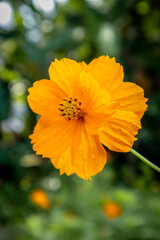 orange cosmos flower in the garden close up