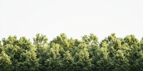 Obraz premium Tranquil Greenery A Beautiful and Serene Forest Landscape to Relax and Find Peace Within Nature