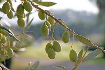 Bunch of green olives on a branch growing in the garden closeup.