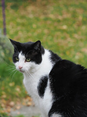a cute white and black pet cat vertical crop format