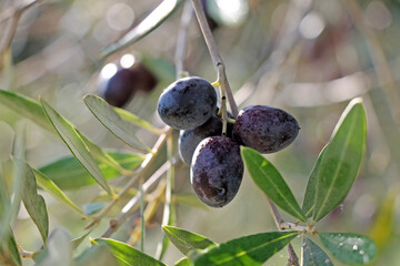 Black ripe olives on a branch growing in the garden closeup.
