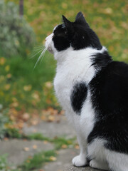 a cute white and black pet cat vertical crop format